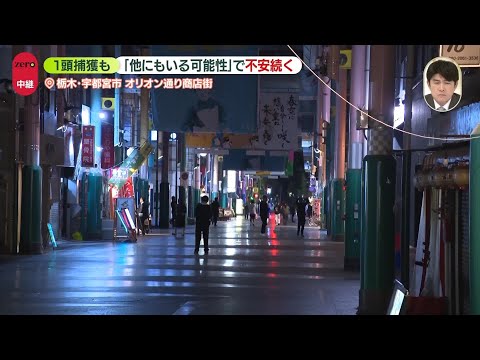 【中継】クマ1頭捕獲も「他にもいる可能性」で不安続く　宇都宮市の商店街から サムネイル