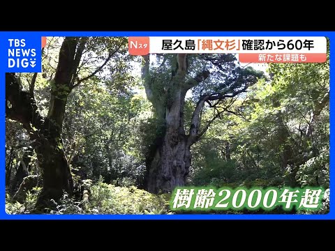 「屋久島を食い物にするような観光にはしたくない」直面する新たな課題　樹齢2000年超の「縄文杉」確認から60年　屋久杉… サムネイル