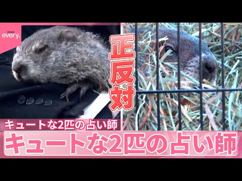 【アメリカ】“春の訪れ”占いバトル  キュートな2匹の占い師『世界のミダシ』 サムネイル