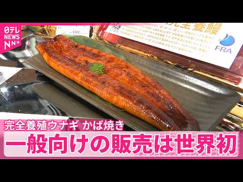 【世界初】完全養殖ウナギのかば焼き　イオンがあすから試験販売　一般向け販売 サムネイル