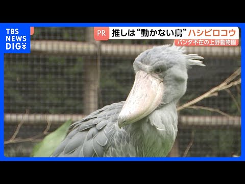 15年ぶりパンダ不在の上野動物園　新たなスターは“動かない鳥”ハシビロコウ　小池都知事も「推しですね！キモカワ」｜TB… サムネイル