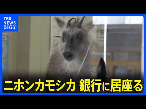 駅前の銀行内に「ニホンカモシカが立てこもり」　銀行から110番通報　新潟・JR柏崎駅前の繁華街　数時間後…麻酔吹き矢で…