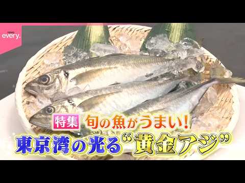 【“黄金アジ”】旬がうまい！東京湾“黄金アジ”の魅力『every.特集』 サムネイル