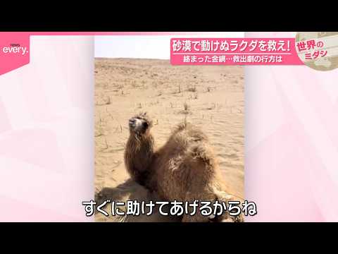 【砂漠で動けぬラクダを救え！】  絡まった金網…救出劇の行方は『世界のミダシ』 サムネイル