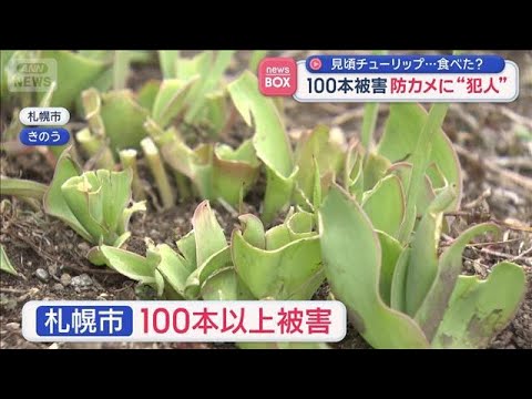 見頃チューリップ…食べた？100本被害　防カメに“犯人”　札幌市【スーパーJチャンネル】(2026年4月14日) サムネイル