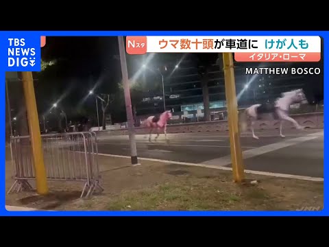 ローマで馬が逃げ出す 数十頭が道路を疾走　パレードのリハーサルで花火に驚いたか 馬から振り落とされた1人が重傷　イタリ… サムネイル
