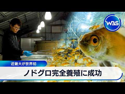 ノドグロ完全養殖に成功 近畿大が世界初【WBS】 サムネイル