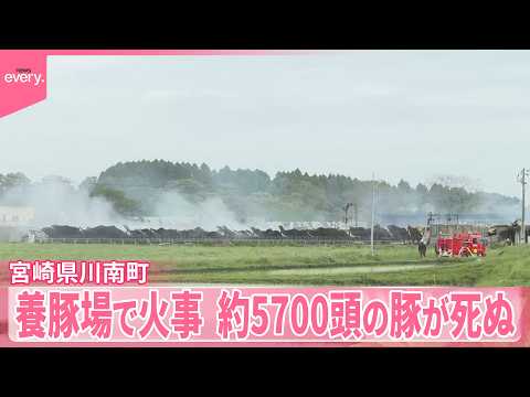 【養豚場で火事】約5700頭の豚が焼け死ぬ  宮崎 サムネイル