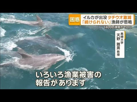 八代海にイルカの大群　名物のタチウオ漁獲ゼロ　専門家「因果関係ある」【グッド！モーニング】(2026年5月15日) サムネイル