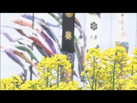 菜の花と鯉のぼりの共演　栃木・那須町(2026年5月3日) サムネイル