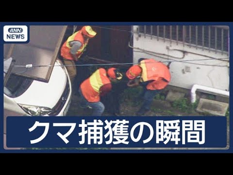 【捕獲の瞬間】住宅敷地内にクマ逃げ込む　麻酔銃使用か　宇都宮市(2026年6月9日) サムネイル