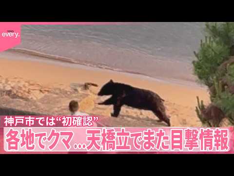 【各地でクマ】天橋立でまた目撃情報  神戸市では“初確認”