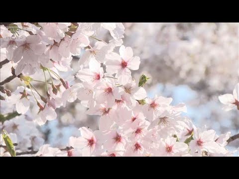 桜の名所・目黒川で初の試み…混雑防止の「目隠し幕」　上野公園も花見客が殺到【もっと知りたい！】【グッド！モーニング】(…