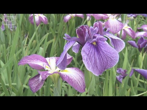 梅雨の訪れを告げるハナショウブが見ごろ　東京・江戸川区「小岩菖蒲園」(2026年6月7日) サムネイル