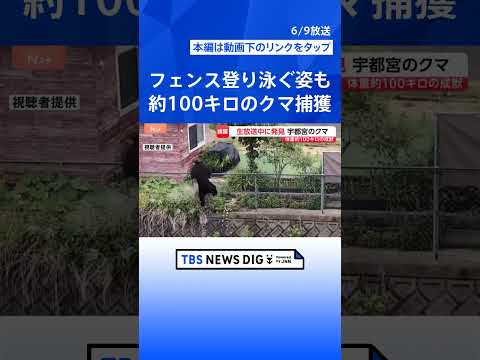宇都宮のクマ捕獲　オスの成獣で体長1m超・体重100キロ近く　住民「無事捕獲されて良かった」｜TBS NEWS DIG… サムネイル