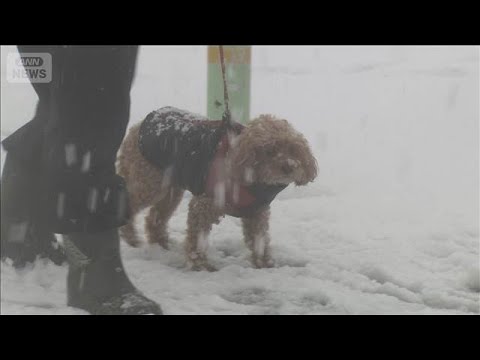 寒波のピーク　大雪に警戒　東京23区でも積雪のおそれ(2026年1月29日) サムネイル