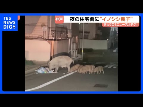 ウリ坊5頭を引き連れ…“イノシシ親子”が神戸市の住宅街を闊歩「行動が予測できない」カメラが捉えた“人間も恐れない大胆な… サムネイル