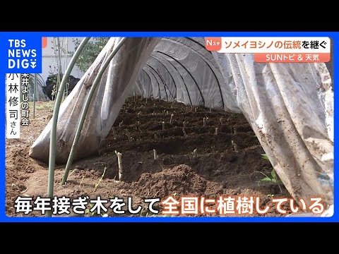 ソメイヨシノ発祥の地　染井吉野桜記念公園　今も続く「接ぎ木」活動　成長した苗木は全国に植えられ花を咲かす　東京・豊島区…