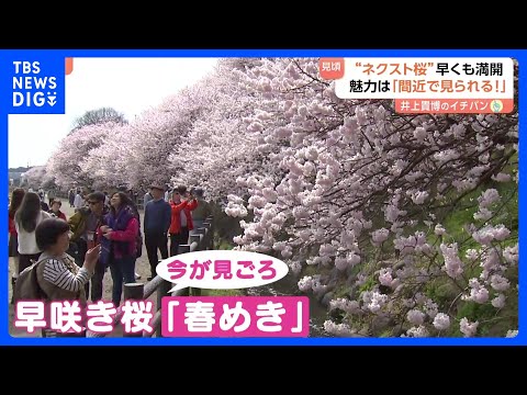 人気桜・ソメイヨシノの次を狙う“ネクスト桜” 「春めき」満開でにぎわう　東京の桜…開花はいつ！？｜TBS NEWS D…