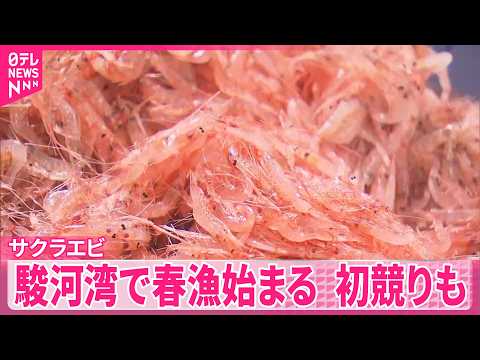 【サクラエビ】駿河湾で春漁始まる  初競りも  静岡 サムネイル