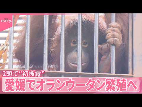 【ボルネオオランウータン】密猟・環境悪化などで絶滅の危機…愛媛で繁殖へ