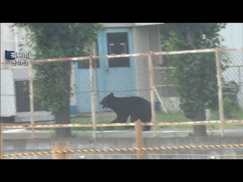 4人襲撃のクマ　工場の建物内に居座り続く　福島市【スーパーJチャンネル】(2026年6月3日) サムネイル