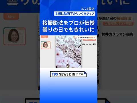 桜をスマホで上手に撮りたい！「曇ると色が…」「良い角度は？」プロが伝授 悩みを解決【Nスタ解説】｜TBS NEWS D…