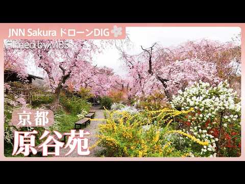 京都の隠れた桜の里「原谷苑」【JNN sakuraドローンDIG 2026】｜TBS NEWS DIG サムネイル