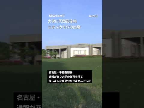 ニホンカモシカか　名大構内を走る映像　警察が捜索も見つからず、注意呼びかけ shorts サムネイル