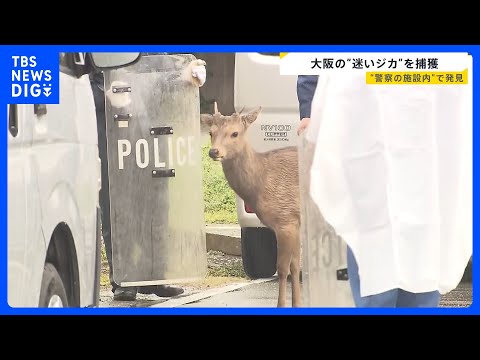 大阪の“迷いジカ”ついに捕獲…奈良からきた可能性も　奈良県知事は「奈良公園から出た鹿は天然記念物ではなくなる」“受け入…