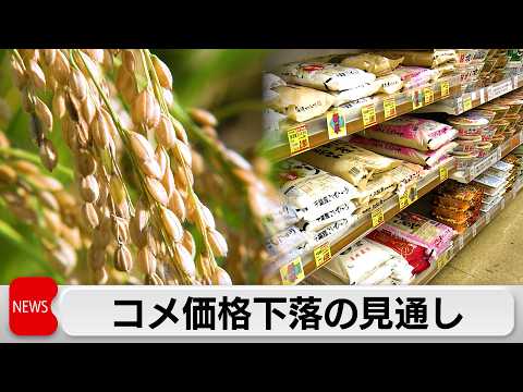 向こう3カ月のコメ価格見通し 値下がり予想強まる サムネイル