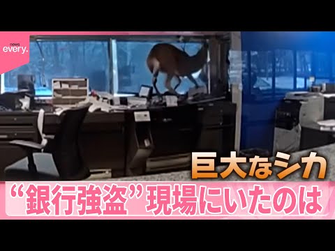 【アメリカ】“銀行強盗”現場にいたのは…  周りを蹴散らし大暴れ『世界のミダシ』 サムネイル