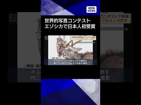 【ニュース】世界的生物写真コンテストで快挙　エゾシカの写真で日本人初受賞shorts