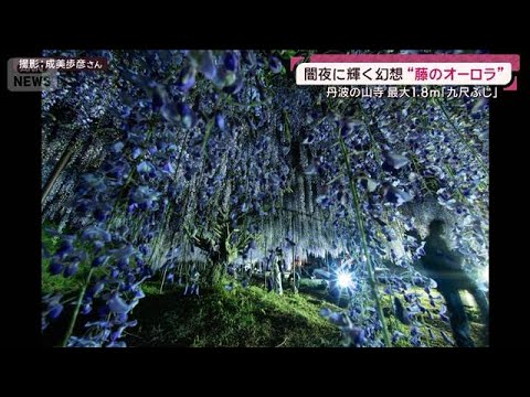 闇夜に輝く幻想“藤のオーロラ” 明智光秀ゆかり丹波の山寺「白毫寺の九尺ふじ」(2026年5月3日) サムネイル