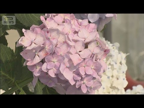 独自開発したアジサイの花が見ごろ　栃木・小山市(2026年6月14日) サムネイル