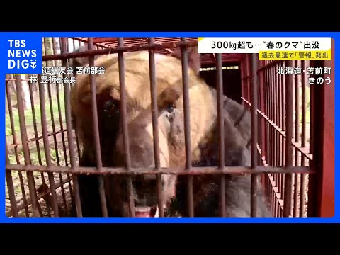 【春のクマ 出没相次ぐ】冬眠明けて各地に “300kg超の個体”まで…連休中 クマに遭遇しないための対策とは【news… サムネイル