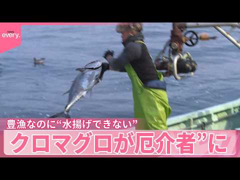 【クロマグロ】豊漁なのに“水揚げできない”異例の事態  とれすぎて“厄介者”に サムネイル