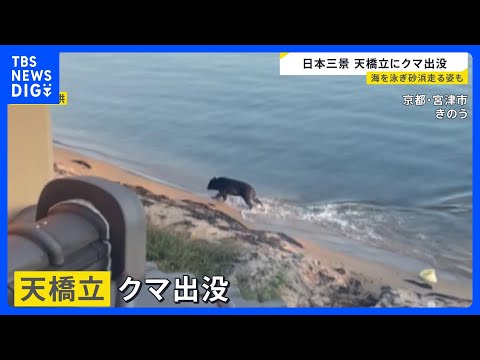 京都・天橋立にクマが出没　海を泳ぎ砂浜走る　業者が麻酔銃撃ち捕獲｜TBS NEWS DIG サムネイル