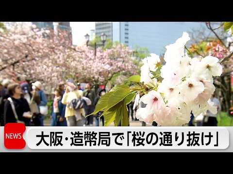 331本 140品種の桜を観賞　大阪・春の風物詩「桜の通り抜け」始まる サムネイル