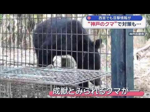 “神戸のクマ”で対策も…　となりの西宮でも目撃情報が【スーパーJチャンネル】(2026年6月13日) サムネイル