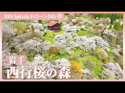 桜3000本が咲く山の上の桃源郷「西行桜の森」【JNN sakuraドローンDIG 2026】｜TBS NEWS DIG サムネイル