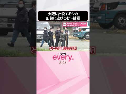 【シカ】大阪市に出没  府警の敷地内に逃げこみ捕獲  shorts