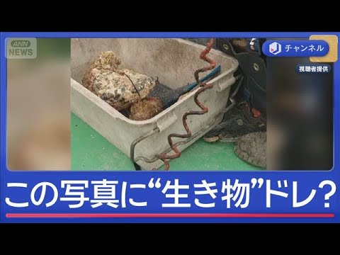 この写真に“生き物”がいます…実は“錆びた針金”が！！【スーパーJチャンネル】(2026年4月22日) サムネイル