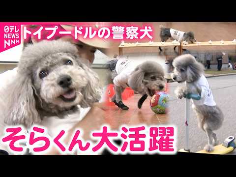 【警察犬】行方不明者も捜索！芸達者なトイプードル"そらくん" 飼い主と歩む第二の道　石川　NNNセレクション