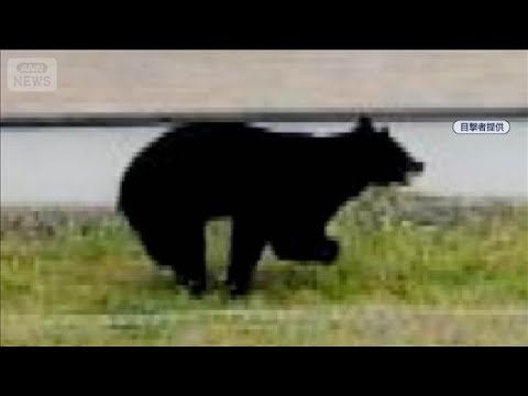 クマが住宅街や道路で…　福島県内で出没相次ぐ【スーパーJチャンネル】(2026年5月16日) サムネイル