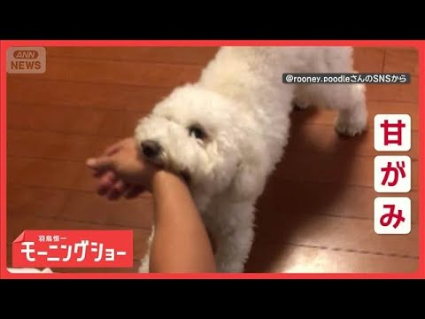 甘がみと飼い主さんが大好きだワン　「かっこいい」褒められると…我に返る？　【羽鳥慎一モーニングショー】(2025年12…