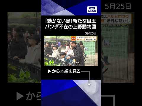 【ニュース】パンダ不在の上野動物園の新たな目玉は「動かない鳥」　ハシビロコウをアピール shorts サムネイル