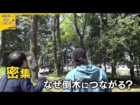 【桜が根元から】各地で相次ぐ倒木被害　約1か月で5本も…共通点は？『バンキシャ！』