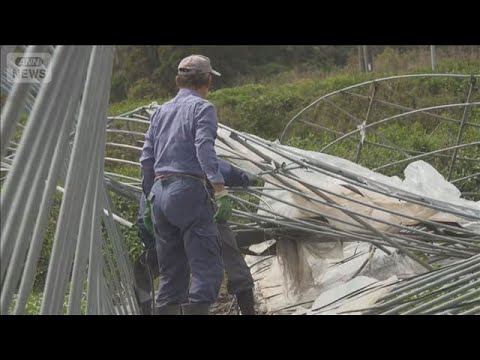 突風か ビニールハウス17棟が倒壊 サツマイモやソラマメに被害 鹿児島・枕崎市【スーパーJチャンネル】(2026年3月…