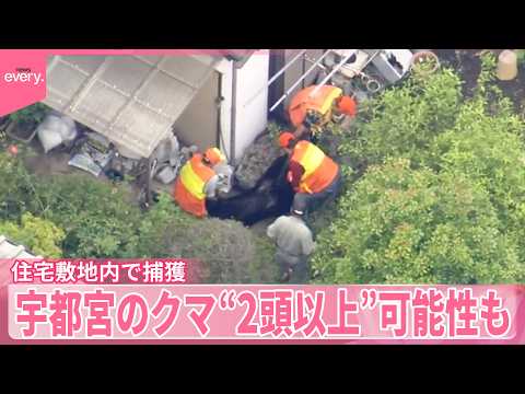 【クマ】宇都宮の住宅敷地内で捕獲  “都市部ならではの難しさ”専門家は指摘  2頭以上いる可能性も サムネイル
